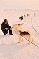 Enregistrement de chiens huskies | Iqaluit NU