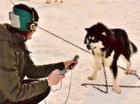 Enregistrement de chiens huskies | Iqaluit NU